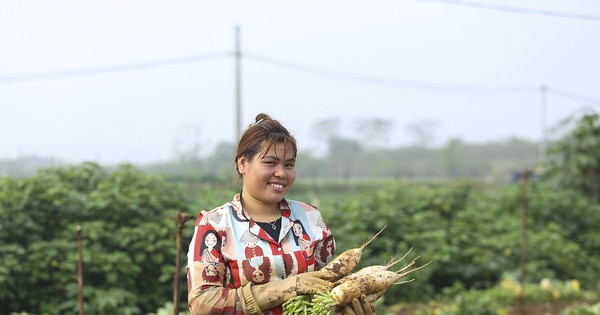 Củ cải trắng được mùa, nông dân phấn khởi ra đồng thu hoạch hàng tấn mỗi ngày