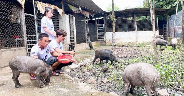Chàng trai 9x làm giàu từ nuôi lợn rừng, lãi hàng trăm triệu đồng mỗi năm