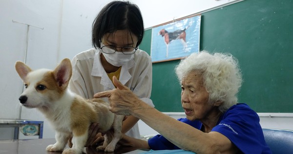 Ý nghĩa và lợi ích của châm cứu thú y đối với sức khỏe động vật