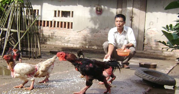 Kỳ công chuyện săn gà tiến vua ăn Tết Kỳ Công Chuyện Săn Gà Tiến Vua Ăn Tết