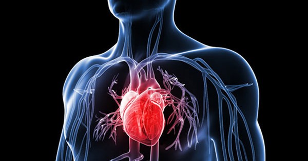 Vị trí và chức năng của tim nằm bên phải trong cơ thể
