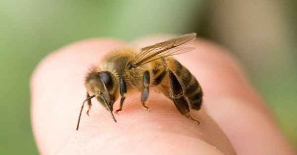 Làm sao để giảm đau do ong đốt?