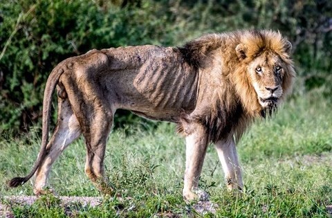 Bộ xương trong công viên quốc gia Kruger ở Nam Phi thuộc về con vật nào?
