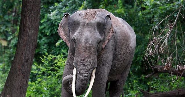 Voi châu Á, loài voi thông minh và độc đáo
