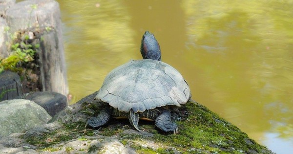 Cách rùa thở bằng rùa thở bằng gì trong môi trường nước