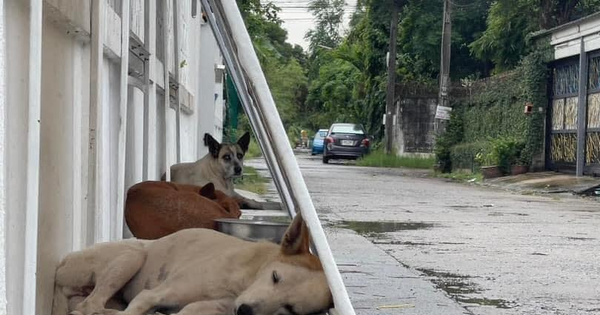 Mái ấm cho những chú chó vô gia cư ở Thái Lan: Đơn giản nhưng đầy nhân văn