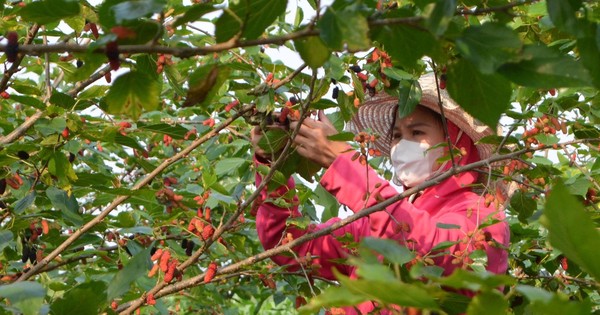 Cây dâu tằm có nhựa mủ không? Nếu có, màu sắc của nhựa mủ như thế nào?
