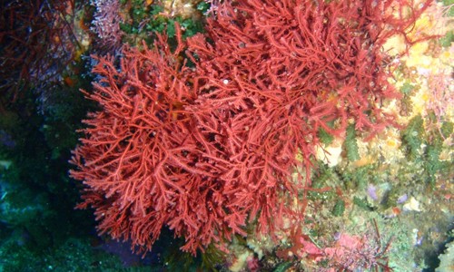 Tìm hiểu về canxi tảo biển và tác dụng của nó đối với sức khỏe