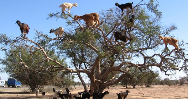 Kỳ lạ loài dê sống trên cây, leo trèo như khỉ