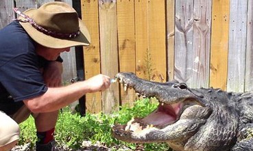 Răng cá sấu được sử dụng để làm gì?
