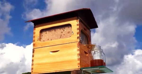 Phát minh thiên tài giúp thu hoạch mật ong mà không cần dỡ tổ