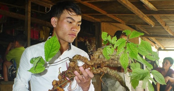 Nhân sâm 100 năm có tác dụng gì trong việc bồi bổ sức khỏe?
