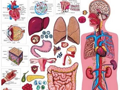 Hệ hô hấp của con người gồm những bộ phận nào?

