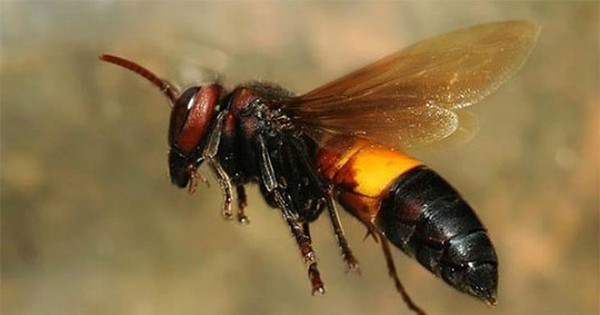 Ong vò vẽ là một loài loài côn trùng rất độc đáo và đẹp. Xem những hình ảnh chụp ong vò vẽ sẽ giúp bạn khám phá sự tinh tế của chúng và cảm nhận được sự đa dạng của loài ong trong tự nhiên.