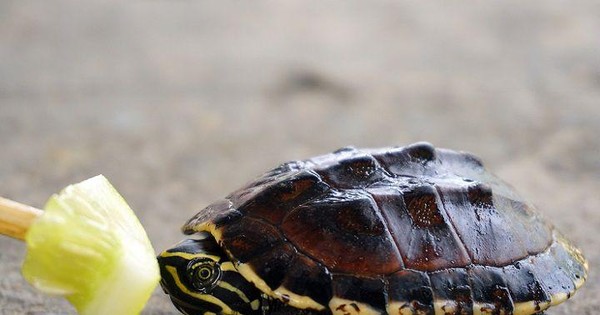 Cảnh báo nuôi rùa làm cảnh rước bệnh vào thân