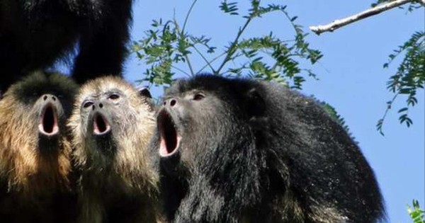 Chào mừng bạn đến với sự mạnh mẽ và vô cùng đáng yêu của những chú khỉ to mồm và tiếng rú. Đây là những hình ảnh tràn đầy sức sống và năng lượng mà sẽ khiến bạn cười toe toét. Hãy tận hưởng và thoát khỏi những lo toan của cuộc sống để đắm chìm trong thế giới này.