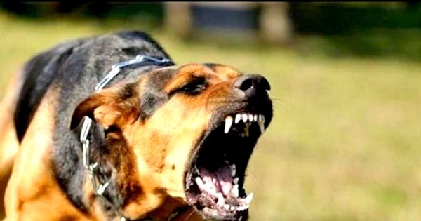 Răng chó dại là nỗi ám ảnh của nhiều người, nhưng chúng cũng mang lại cho chúng ta những trải nghiệm khó quên. Hình ảnh răng chó dại sẽ đem đến cho bạn những cảm xúc mạnh mẽ và đáng sợ về sức mạnh và dữ dội của chúng.