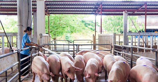 Lý do giá lợn hơi tăng cao nhất trong vòng 1 năm