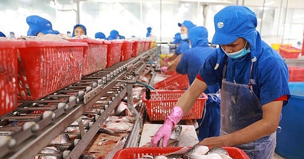 Anh, Brazil bất ngờ chi đậm nhập khẩu cá tra Việt Nam