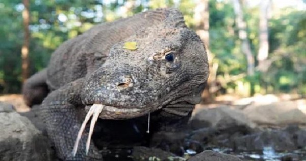 Loài rồng Komodo đang đối mặt với tình trạng tuyệt chủng ngày càng trầm trọng. Ảnh này giới thiệu về loài động vật đang đấu tranh để tồn tại trong môi trường nước biển!