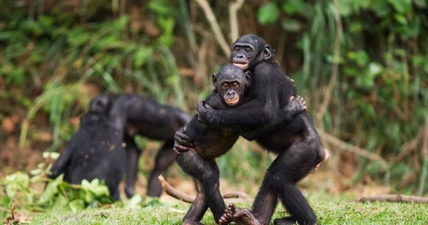 Cùng chiêm ngưỡng hình ảnh đáng yêu của các chú khỉ ôm nhau thật chặt chẽ, tưởng chừng như đang thể hiện tình cảm đến từng tế bào. Họ cũng có cảm xúc và biết yêu thương nhau, đó là điều đáng quý trên thế giới này.