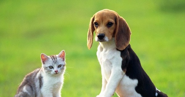 Bạn có biết những triệu chứng của bệnh dại ở chó mèo không? Xem hình ảnh về đề tài này để có thêm thông tin hữu ích.