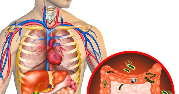 How to detoxify internal organs?