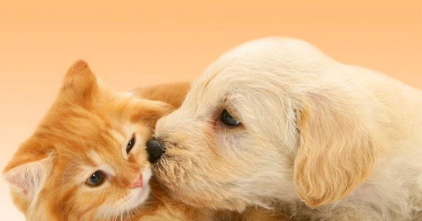 Buôn bán chó mèo Việt Nam: Nếu bạn đang suy nghĩ về việc nuôi thú cưng, hãy tham khảo các thương hiệu, cửa hàng chuyên bán chó mèo uy tín tại Việt Nam để đảm bảo sự an toàn và chất lượng cho chúng ta và người bạn cưng của mình.