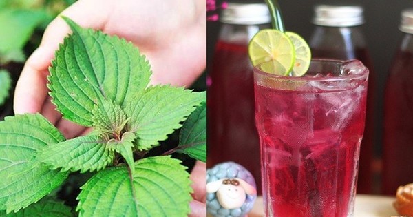 4 tác dụng lá tía tô với bà bầu 4 tác dụng lá tía tô với bà bầu