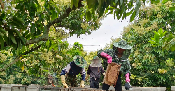 Thành phần chính của mật ong hoa vải lục ngạn là gì?
