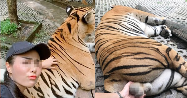 Bộ phận sinh dục của hổ đực có đặc điểm gì?