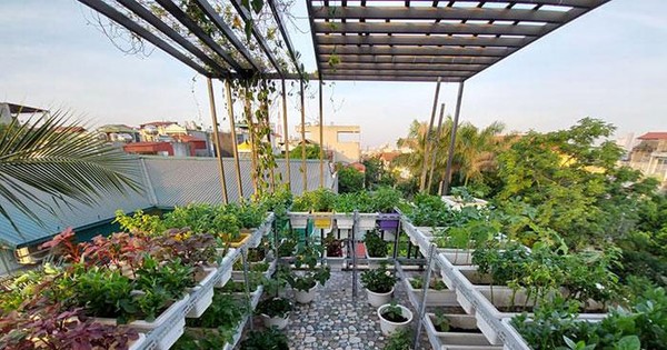 Vườn rau sân thượng: Đừng bỏ qua cơ hội để có một khu vườn rau sạch trên sân thượng của bạn. Với hộp rau thông minh và thiết bị tưới tự động, bạn sẽ trồng được những loại rau tươi ngon và giàu dinh dưỡng. Hãy cùng trải nghiệm niềm vui tự trồng rau tại nhà và tận hưởng các món ăn lành mạnh từ vườn của bạn.