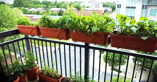 Vườn rau ban công chung cư giúp bạn chăm sóc và nuôi trồng những loại rau sạch tại nhà. Đây là một giải pháp tiết kiệm chi phí cho các bạn yêu thích bếp núc, đồng thời bạn còn có được các món ăn tươi ngon, đảm bảo chất lượng dinh dưỡng.