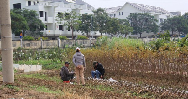 tienphong.vn