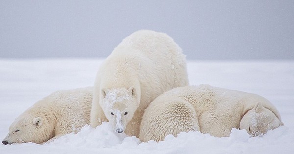 Gấu Bắc cực ủ ấm cho con là một trong những khoảnh khắc đáng yêu nhất của loài động vật này. Hãy xem ngay để nhìn thấy tình yêu của chúng dành cho con.