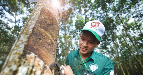 Sôi nổi hội thi bàn tay vàng thu hoạch mủ cao su