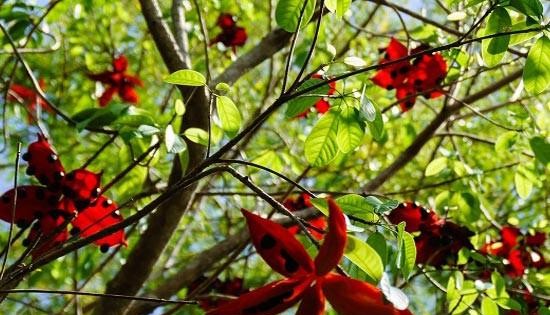 Kinh ngạc loài cây ở Việt Nam có quả màu đỏ, ý giàu sang