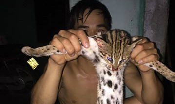 Giết mèo rừng: Chúng ta hãy xem những hình ảnh đầy xúc động về việc vượt qua nỗi đau và lên tiếng phản đối hành động tàn ác này. Cùng đứng lên để bảo vệ các loài động vật hoang dã ngay từ bây giờ!