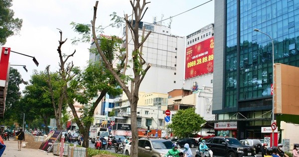 Quận 1 'giải thích' vụ đốn hạ, cắt tán loạt cây xanh