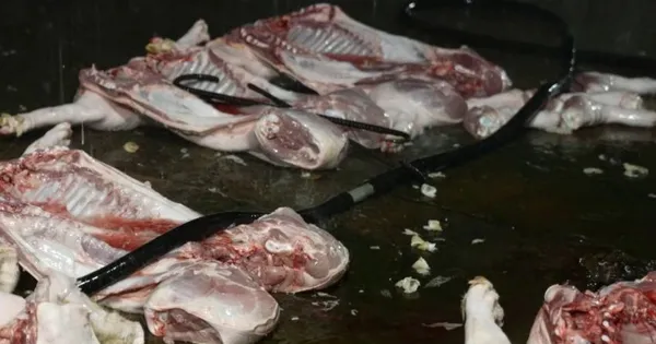 Bắt giữ chủ cơ sở giết mổ, phân phối thịt lợn nhiễm dịch tả châu Phi cho các chợ đầu mối, quán ăn ở Hà Nội