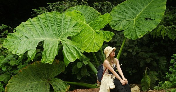 Trào lưu chụp ảnh 'người tí hon' với cây ráy khổng lồ tại Cúc Phương