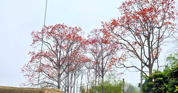Đẹp nao lòng những cây hoa gạo cổ thụ bung nở giữa núi rừng xứ Nghệ