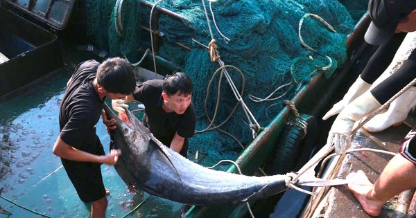 Ngư dân Nghệ An trúng đậm mẻ cá thu, cá kìm trị giá 700 triệu đồng