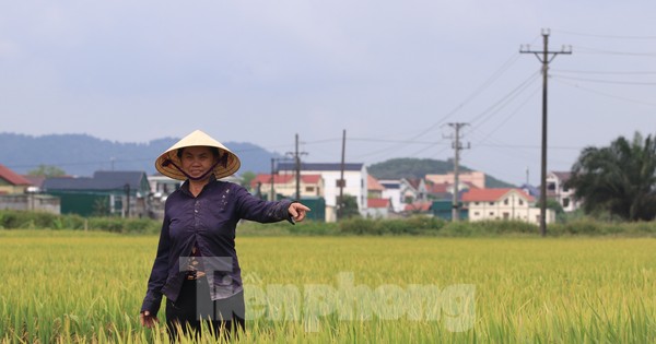 Nông dân 'đứng ngồi không yên' vì nguy cơ mất trắng hơn 150ha lúa