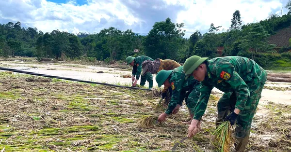 Bộ đội Biên phòng cùng người dân thu hoạch lúa sau lũ quét