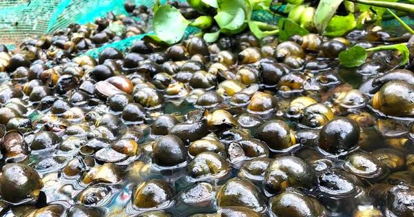 Hướng đi thoát nghèo từ mô hình nuôi ốc