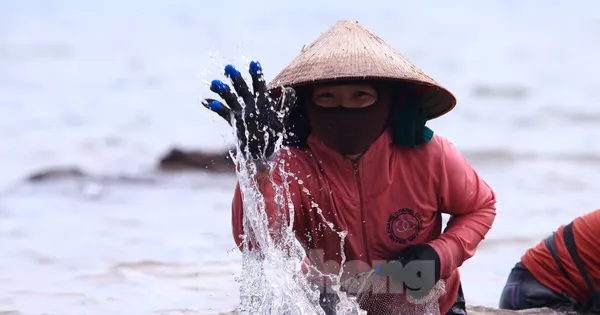 Ngụp lặn với sóng nước, kiếm nửa triệu mỗi ngày từ rong biển