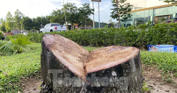 Chặt bỏ hàng trăm cây cau vua trên tuyến đường đẹp nhất TP. Vinh
