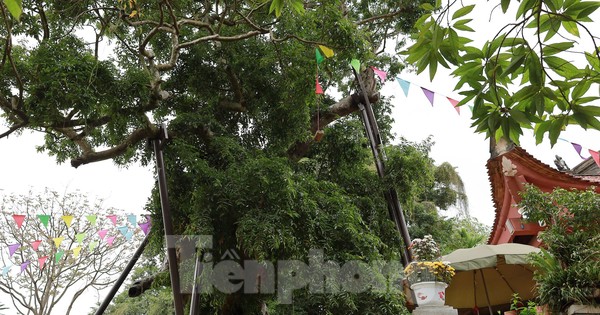Cây táu bạc có niên đại 2.100 năm, tương truyền trồng từ thời vua Hùng thứ 18