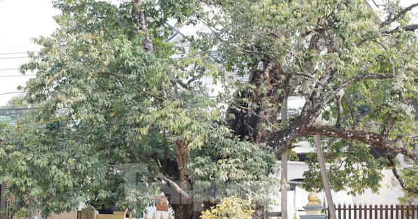 Cây thị nghìn năm trổ ra nguyên hình voi con cưỡi trên lưng voi mẹ